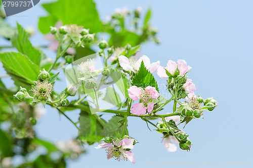 Image of Summer raspberry blossoming bush with purple flowers