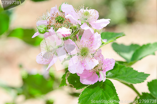 Image of Bunch of blackberry or raspberry spring blossom