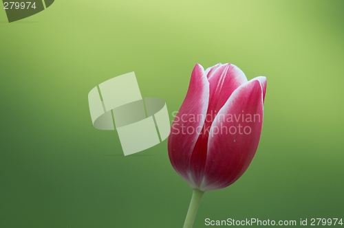 Image of Red tulip