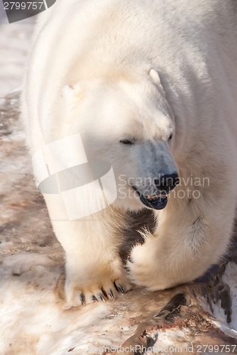 Image of White bear in zoo