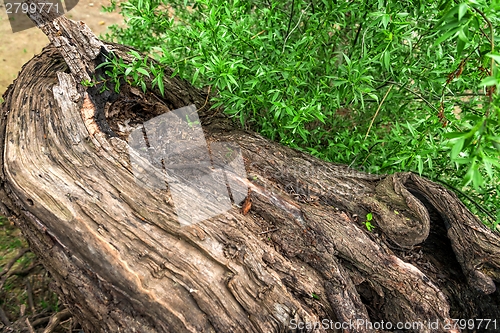 Image of Bright green leaves with tree trunk