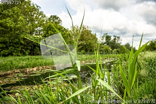 Image of Closeup photo of fresh green grass