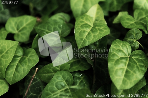 Image of Leaves of fresh green ivy closeup
