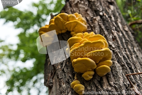 Image of Edible tinder fungus on tree trunk