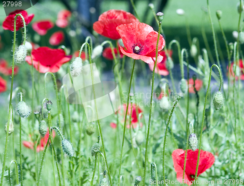 Image of poppy flowers