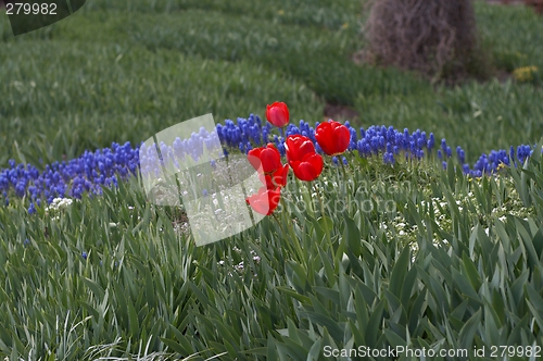 Image of Tulips and hyacinths
