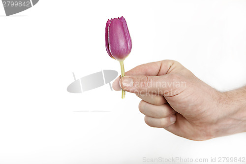 Image of Man offering little tulip