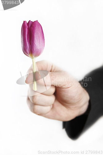 Image of Man offering little tulip