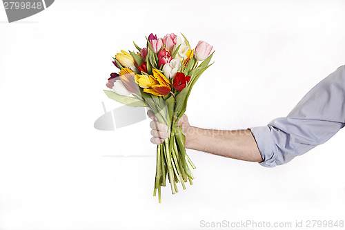 Image of A hand full of colorful tulips