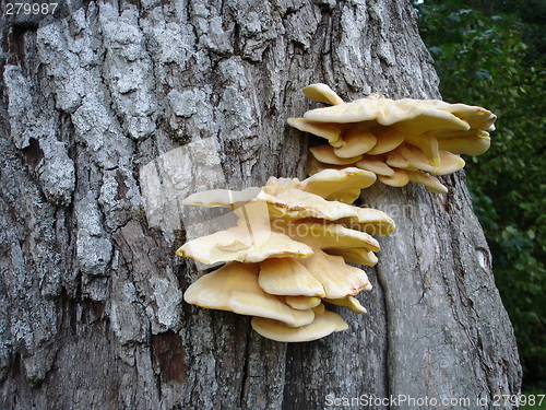 Image of Mushrooms