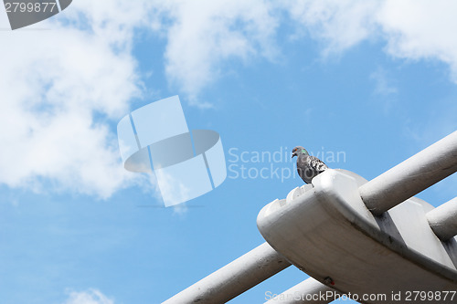 Image of Pigeon perching on the Millennium Bridge