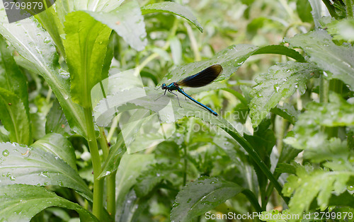 Image of Banded demoiselle damselfly 