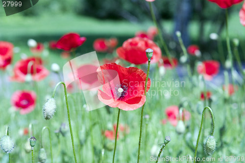 Image of poppy flowers