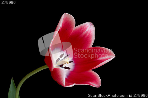 Image of Red tulip