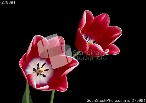 Image of Red tulips