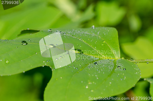 Image of Closeup of dew water drops on tulip tree leaf 