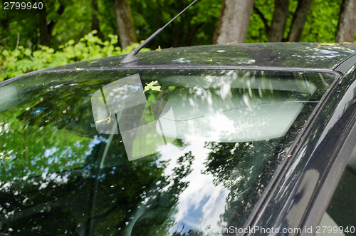 Image of cracked car windscreen with tree leaves outdoor 