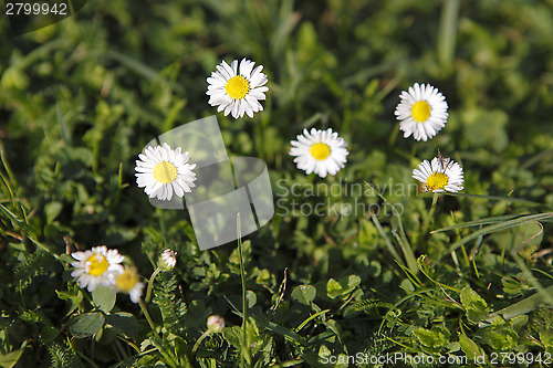 Image of Daisies