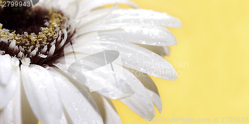 Image of White gerbera