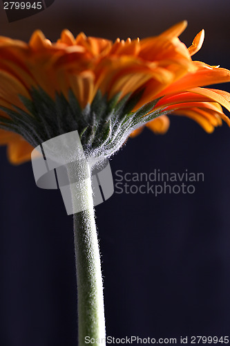 Image of Close-up of a gerbera