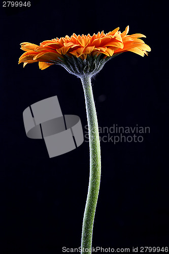 Image of Orange gerbera