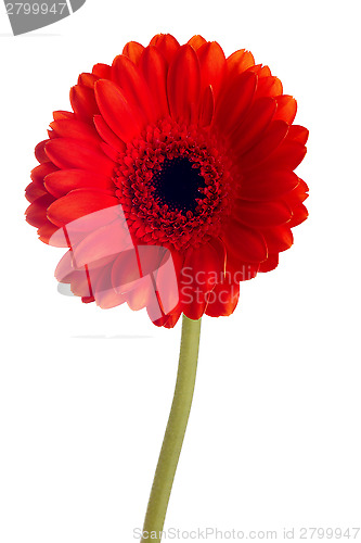 Image of Red gerbera