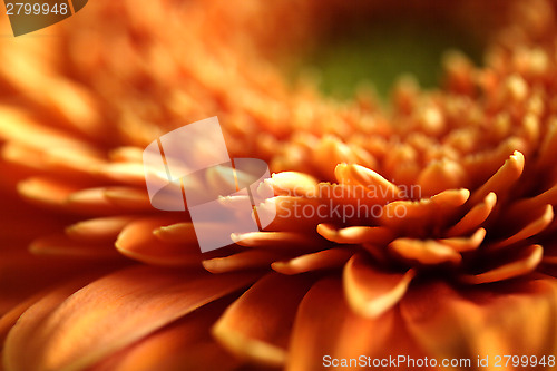 Image of Close-up of a gerbera