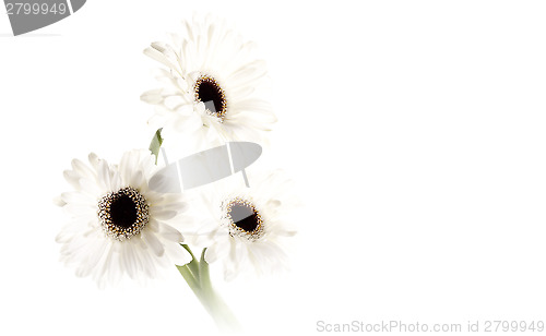 Image of White gerberas