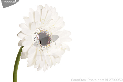 Image of White gerbera