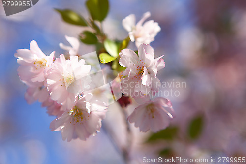 Image of Cherry blossoms