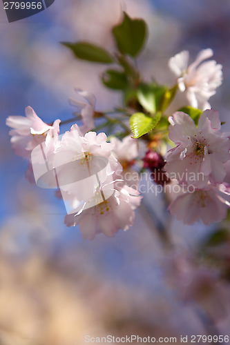 Image of Cherry blossoms