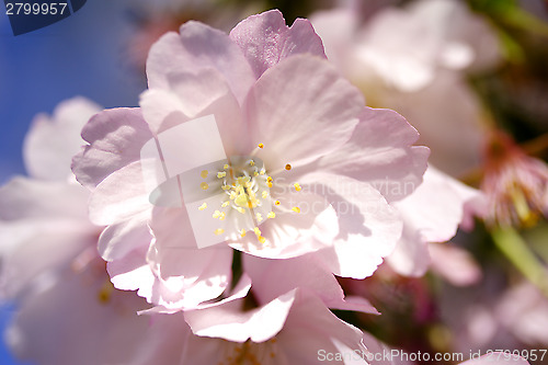 Image of Cherry blossoms