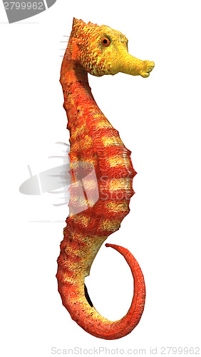 Image of Seahorse