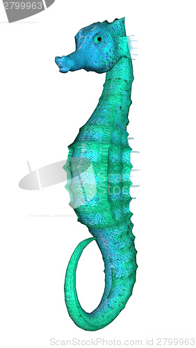 Image of Seahorse