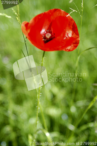 Image of Red poppies