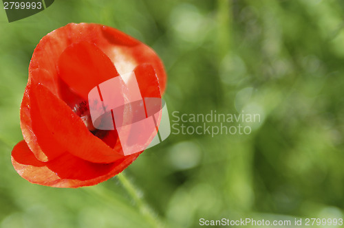 Image of Red poppies