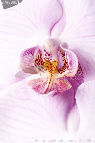 Image of Orchid