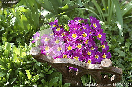 Image of Purple primroses