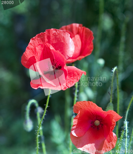 Image of poppy flowers