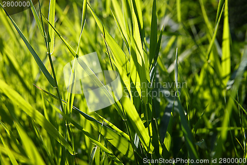 Image of Close-up of green reed