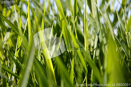 Image of Close-up of green reed