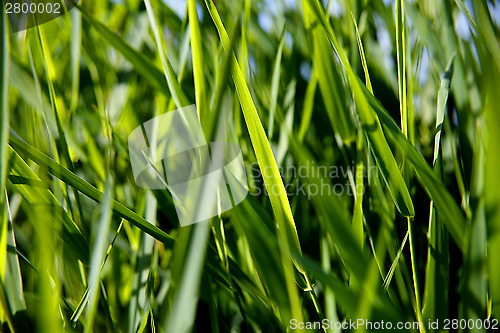 Image of Close-up of green reed