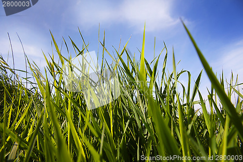 Image of Green reed on the lake