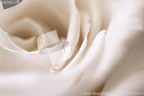 Image of Rose in beige