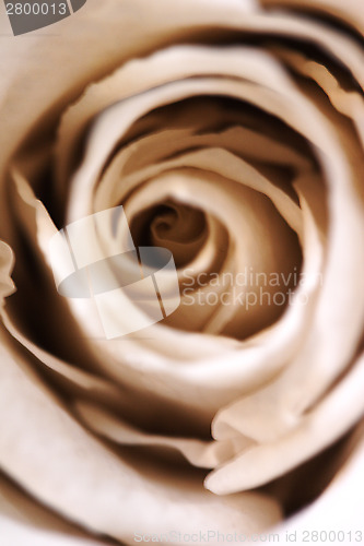 Image of Rose in beige