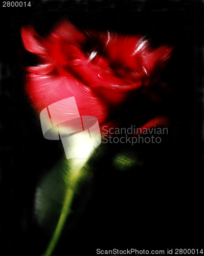 Image of Red rose