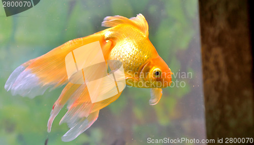 Image of Gold fish (golden carp)