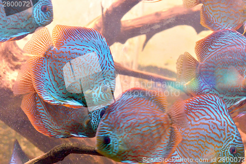 Image of Discus fish (Symphysodon)