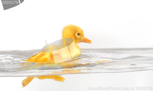 Image of floating duckling