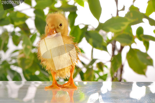 Image of baby duck